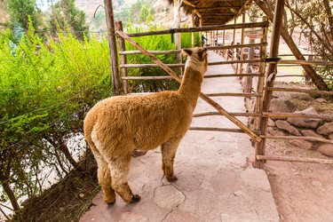 Similar image 8354482