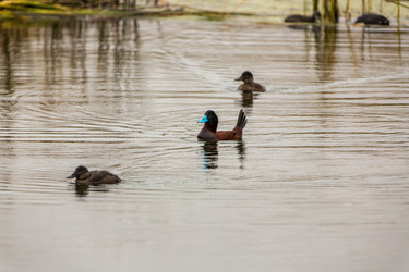 Similar image 8356032