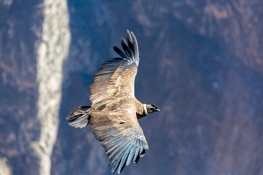 Similar image 8356042