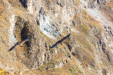 Similar image 8356136