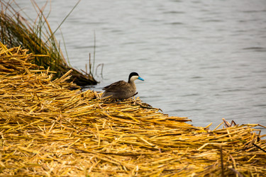 Similar image 8356467