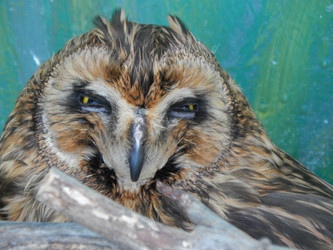 Similar image 8356519