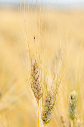 Similar image 8357832