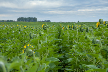 Similar image 8357835