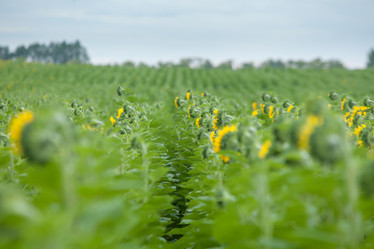 Similar image 8357836