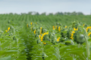 Similar image 8357858