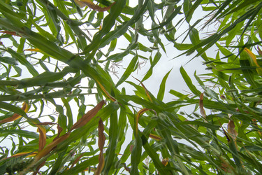 Similar image 8358115