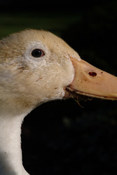 Similar image 8361186