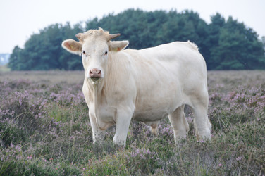 Similar image 8361764