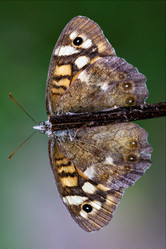 Similar image 8362542