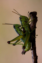 Similar image 8362558