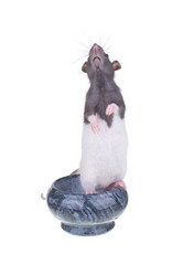 Similar image 8363495