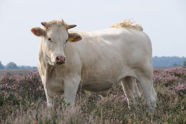 Similar image 8363511