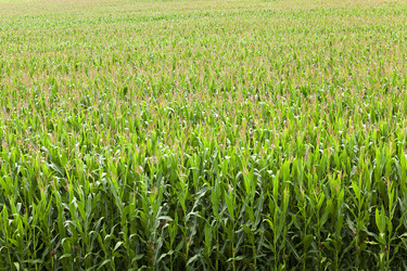 Similar image 8366253