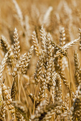 Similar image 8366486