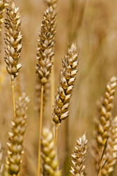 Similar image 8367283