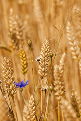 Similar image 8382255