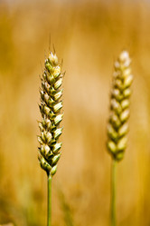 Similar image 8382270