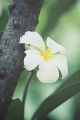 Similar image 8382506