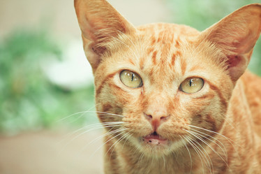 Similar image 8382530