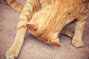 Similar image 8382561