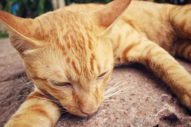 Similar image 8382660