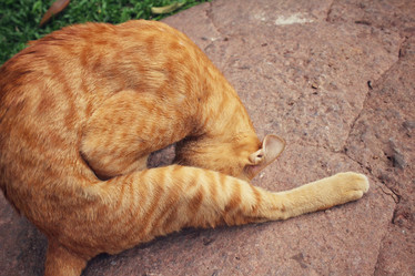 Similar image 8382711