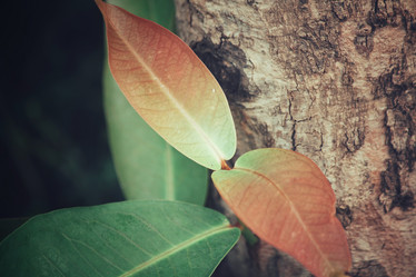 Similar image 8384782