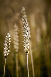 Similar image 8384867