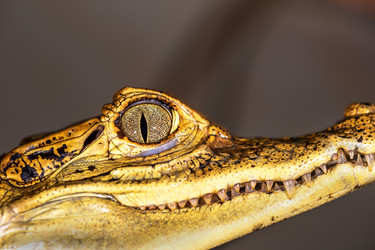 Similar image 8386900