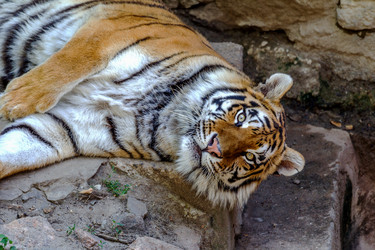 Similar image 8386932