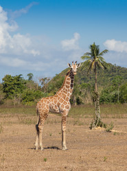 Similar image 8387306