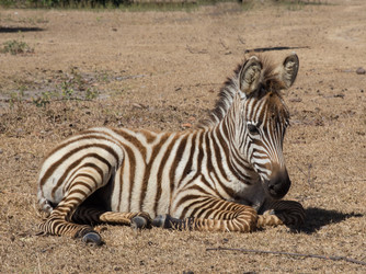 Similar image 8387312