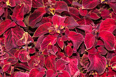 Similar image 8388520