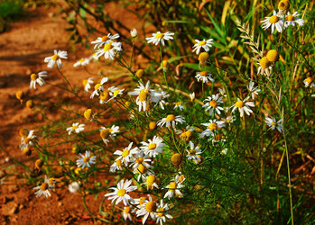 Similar image 8388594