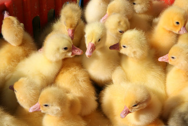 Similar image 8394246