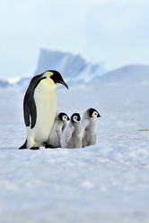 Similar image 8394306