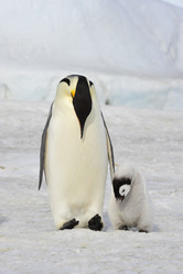 Similar image 8394330