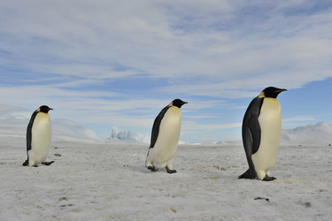 Similar image 8394332