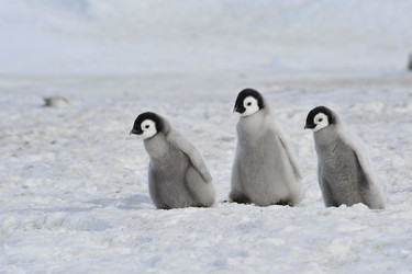 Similar image 8394333