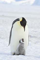 Similar image 8394336