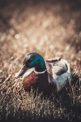 Similar image 8394411