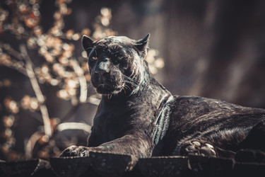 Similar image 8394413