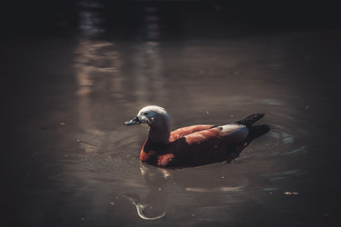 Similar image 8394523