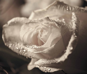 Similar image 8394532