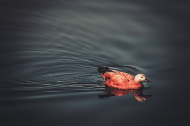 Similar image 8394536