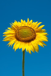 Similar image 8394797