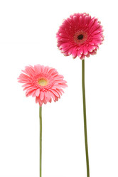 Similar image 8395182