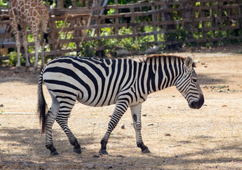 Similar image 8400317