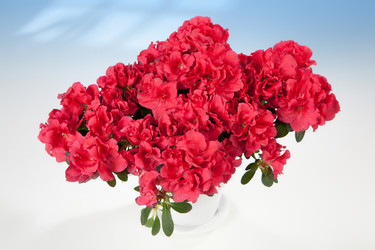 Similar image 8403241